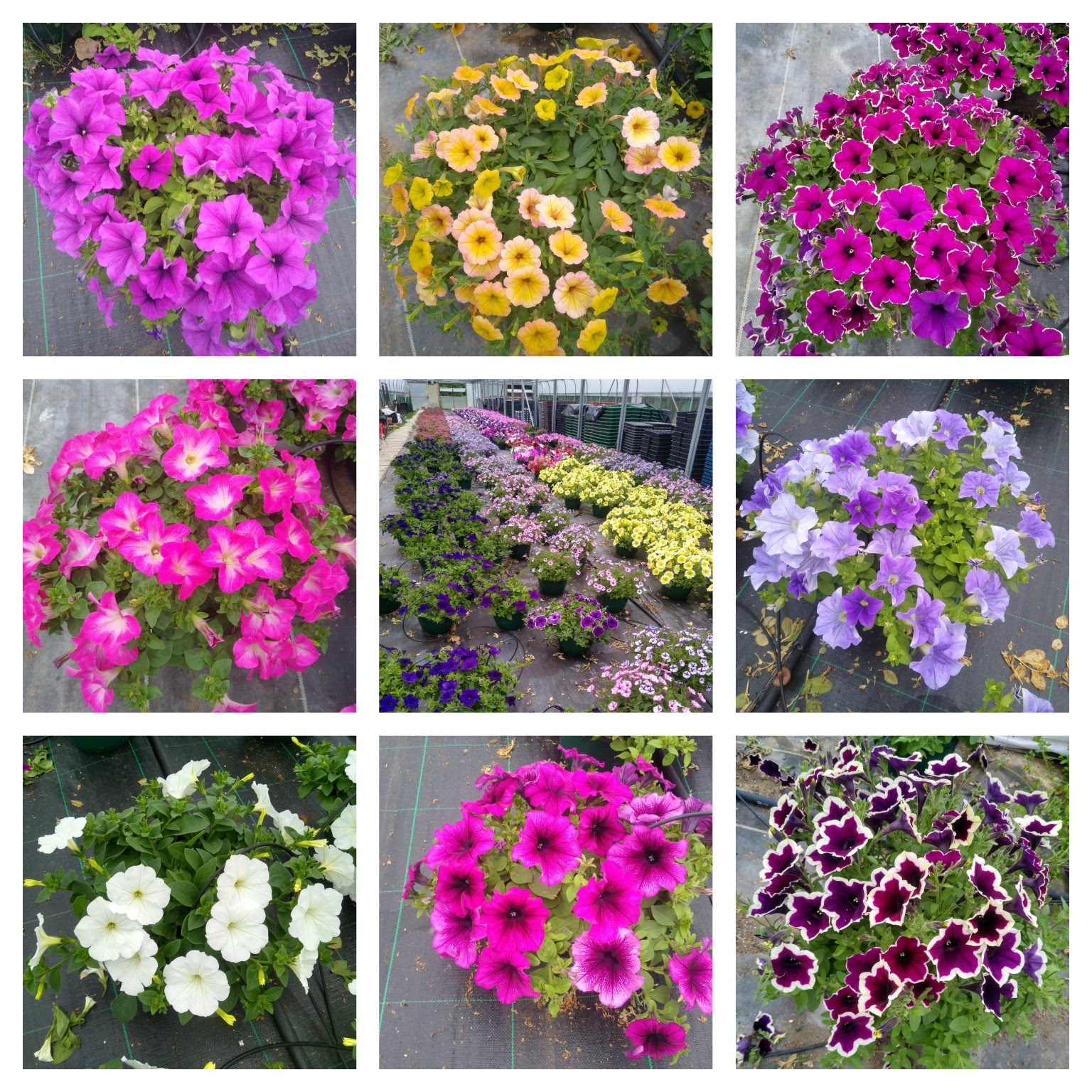 Hanging Baskets Jobs Cottage Nursery