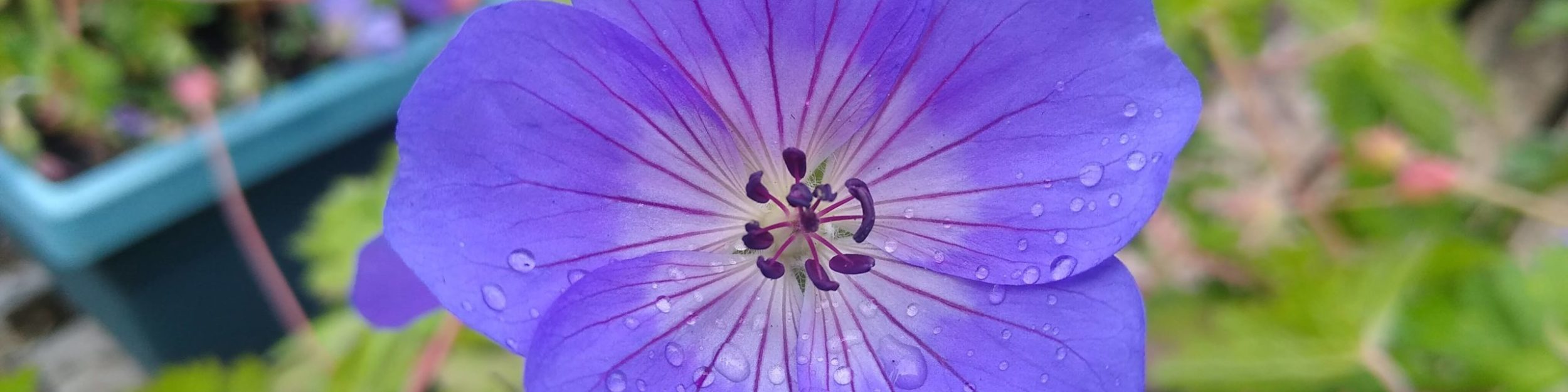 Jobs Cottage Nursery