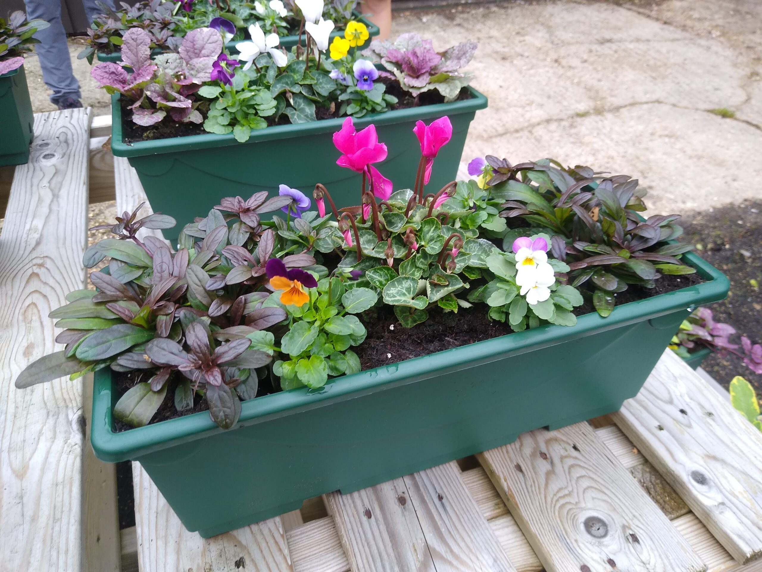 In Season & Looking Good Jobs Cottage Nursery