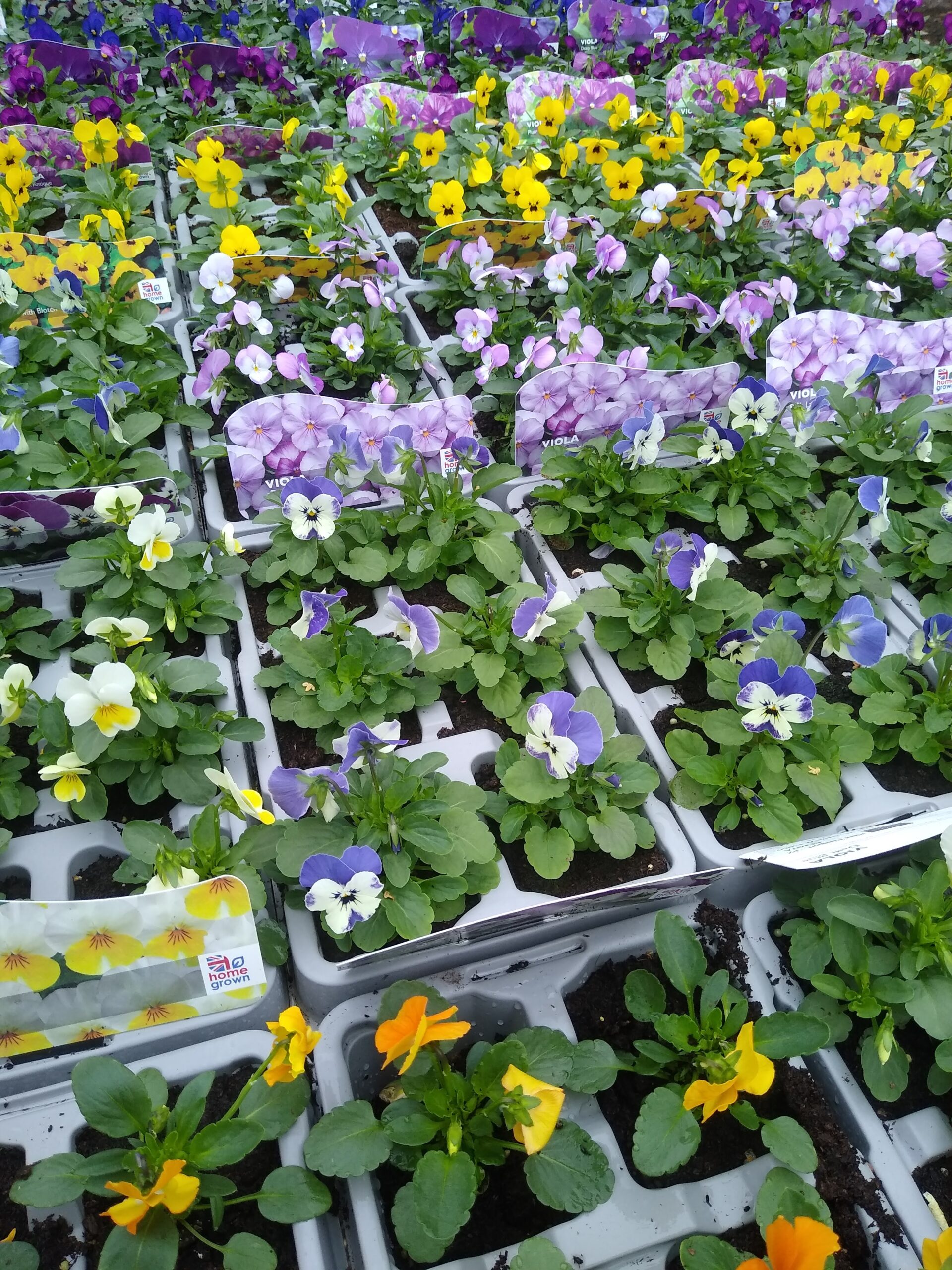 In Season & Looking Good Jobs Cottage Nursery