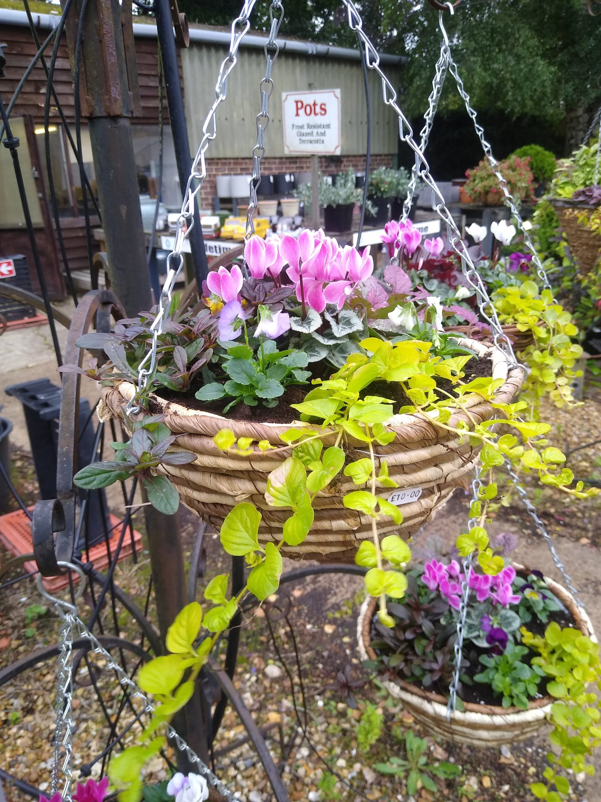 In Season & Looking Good Jobs Cottage Nursery