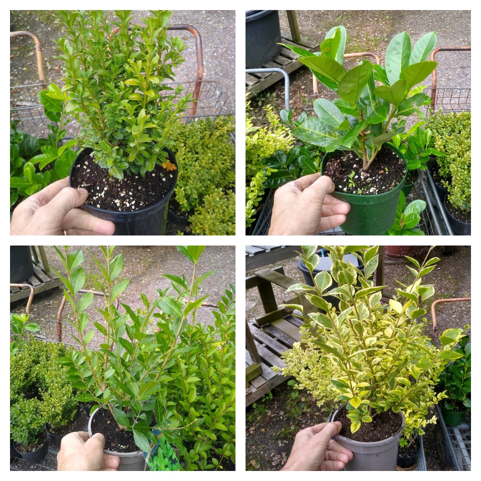 Hedging Jobs Cottage Nursery