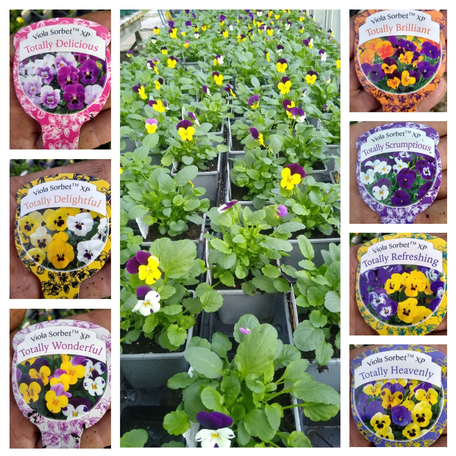 In Season & Looking Good Jobs Cottage Nursery