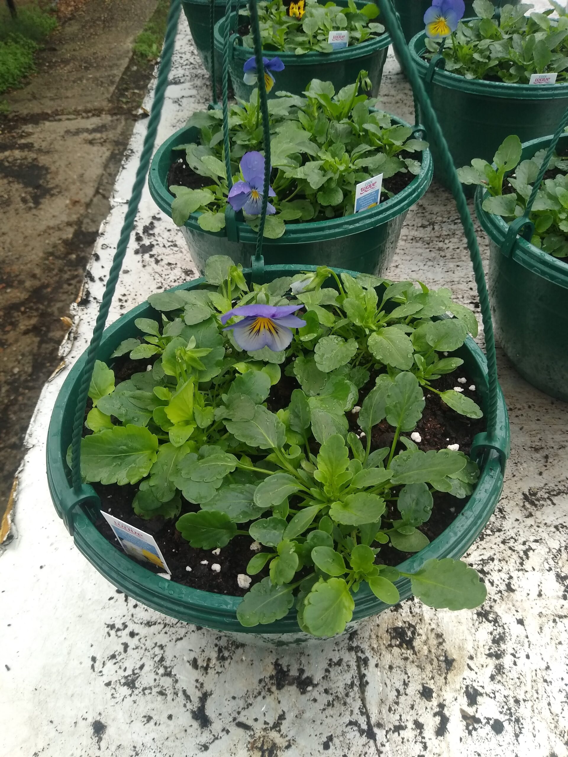 In Season & Looking Good Jobs Cottage Nursery