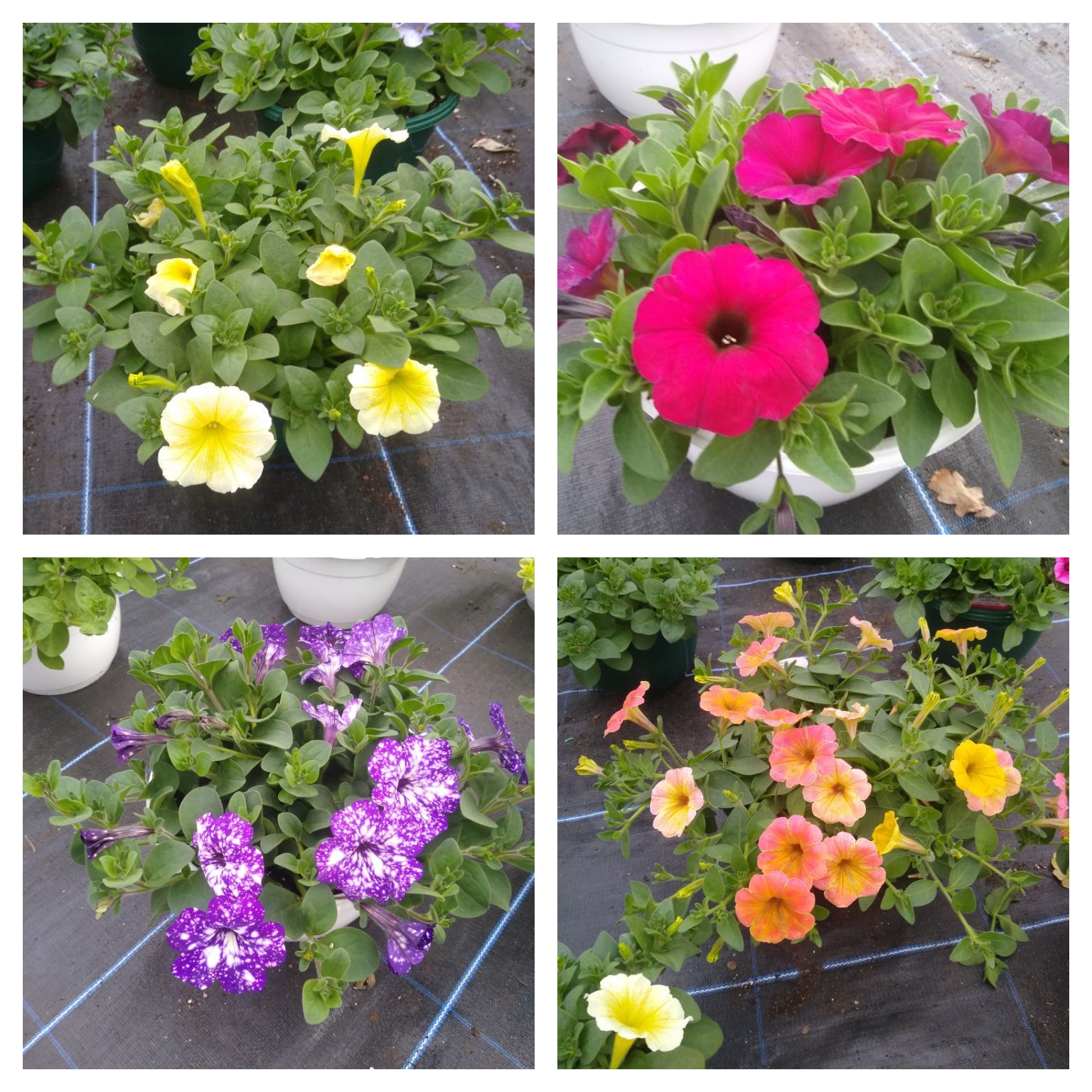 Looking Good Jobs Cottage Nursery