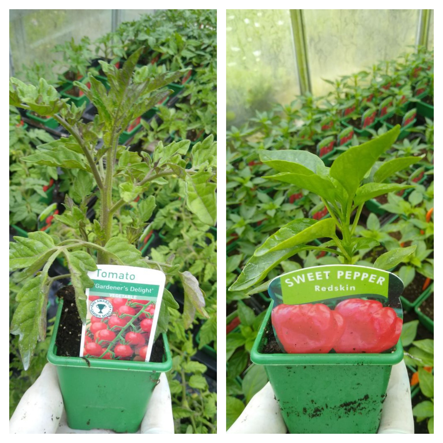 Looking Good Jobs Cottage Nursery