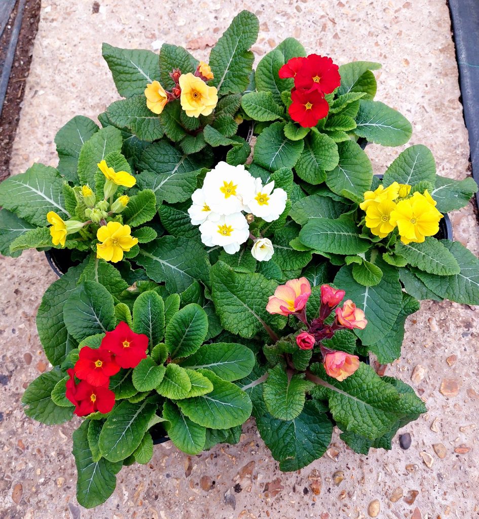 Looking Good Jobs Cottage Nursery