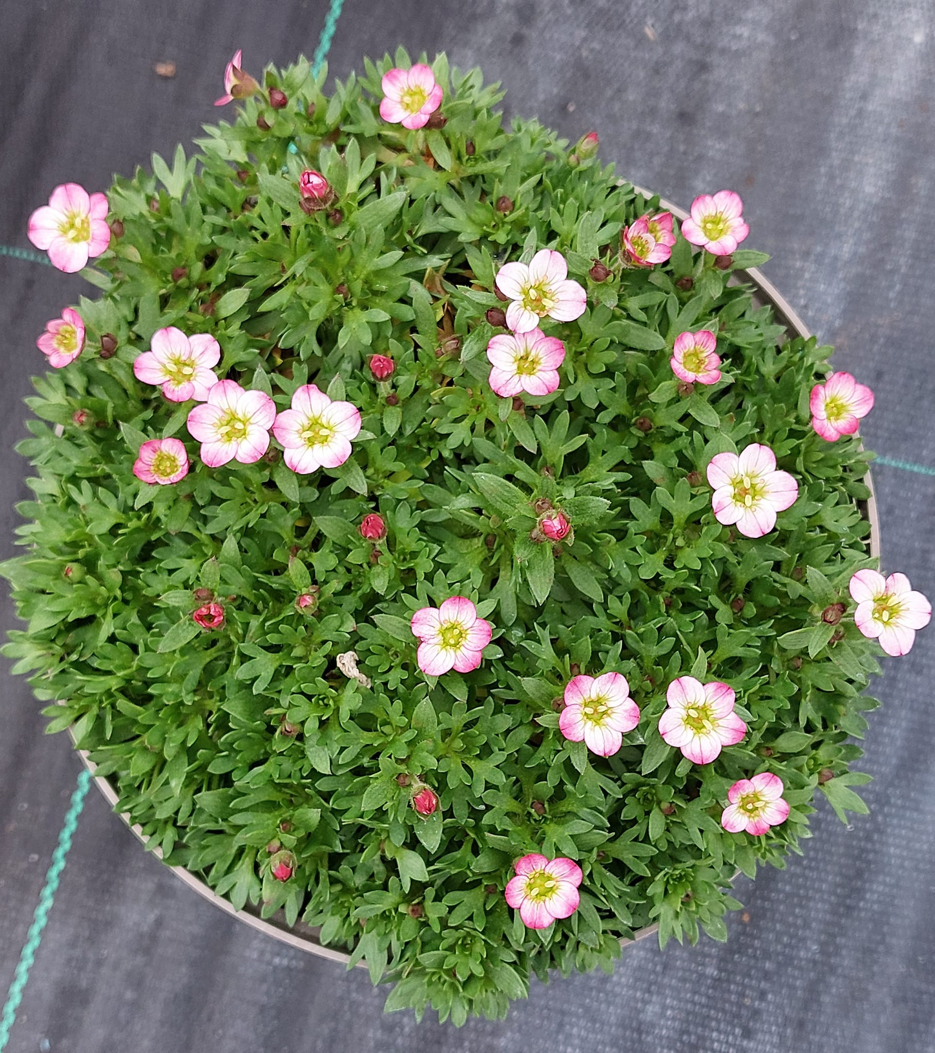 Looking Good Jobs Cottage Nursery